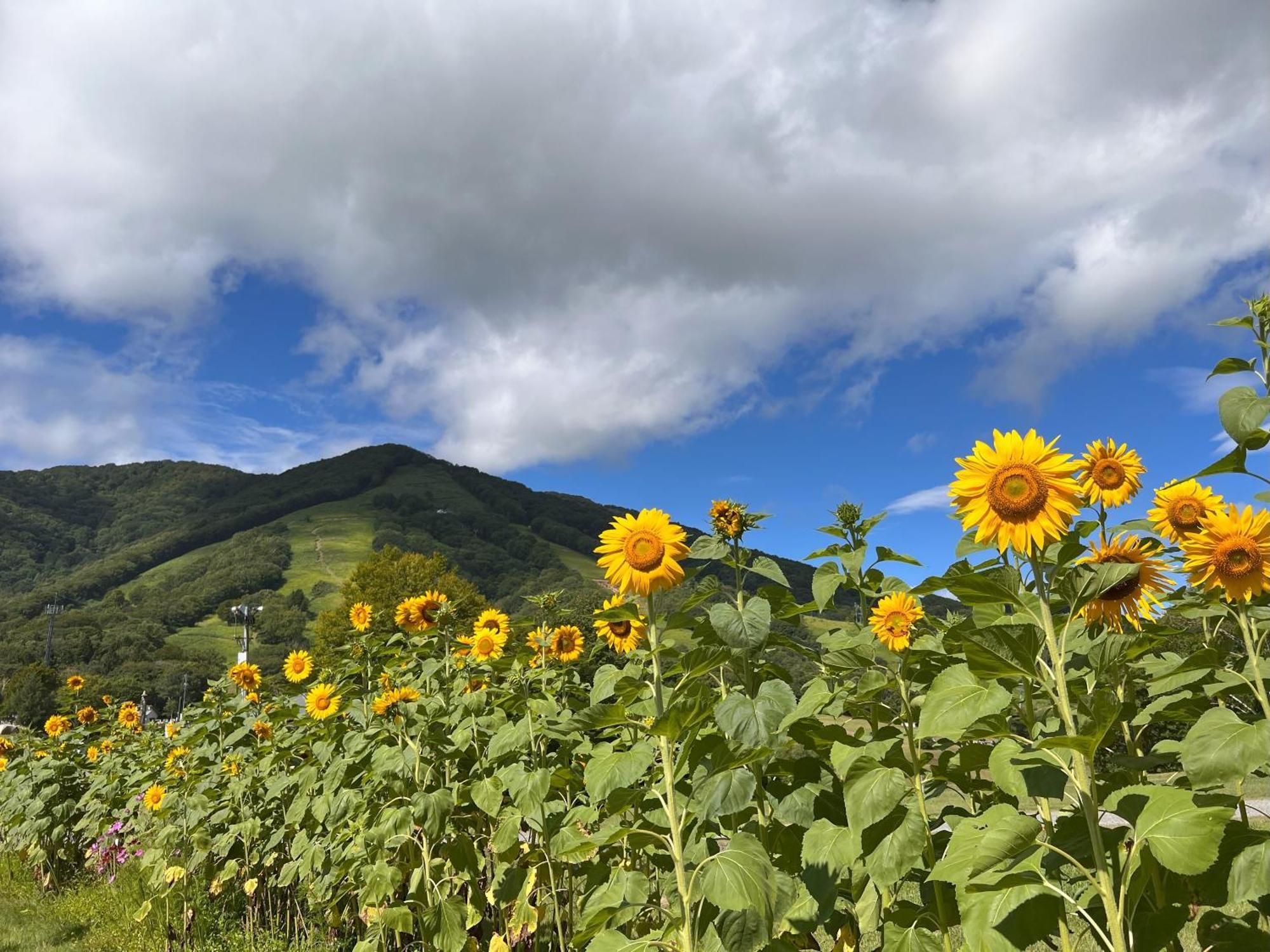 Alp Bach Madarao Villa Iiyama Екстериор снимка